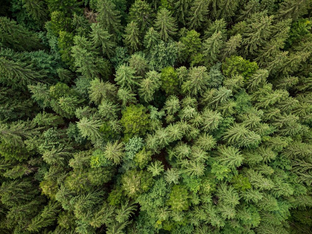 vue d'un haut d'une forêt